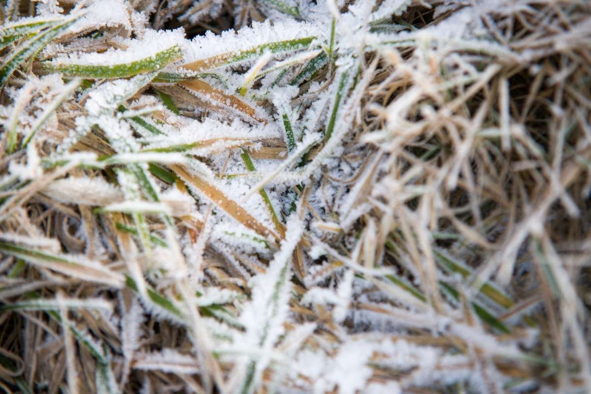 How Snow Affects Grass Health in Winter? | The Enterprise World