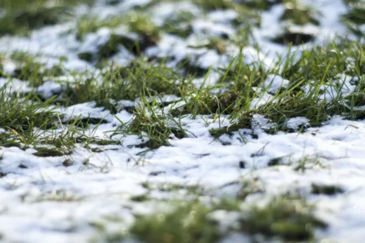 How Snow Affects Grass Health in Winter? | The Enterprise World