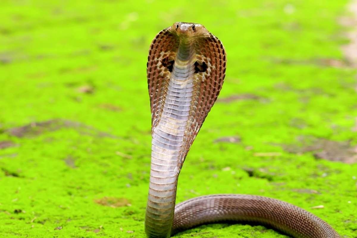 10 Most Dangerous Animals in the World | The Enterprise World 