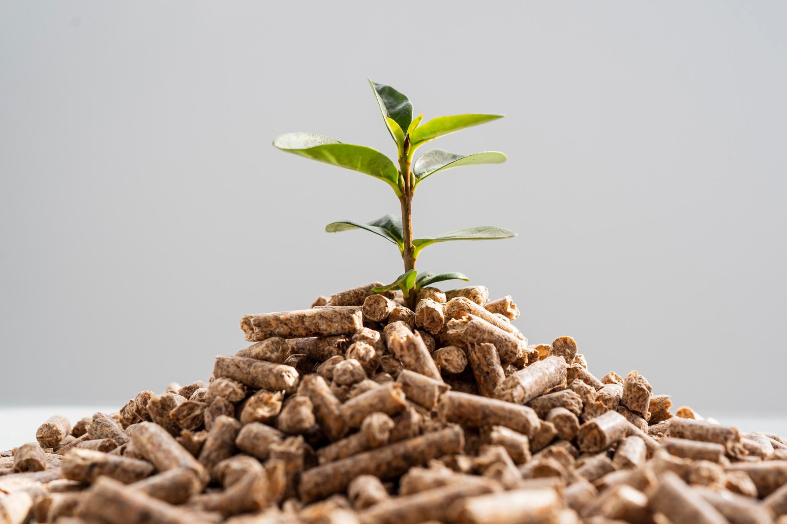 Natural Remedies: Securing the Future of Feed Through Science, Sustainability, and Safety