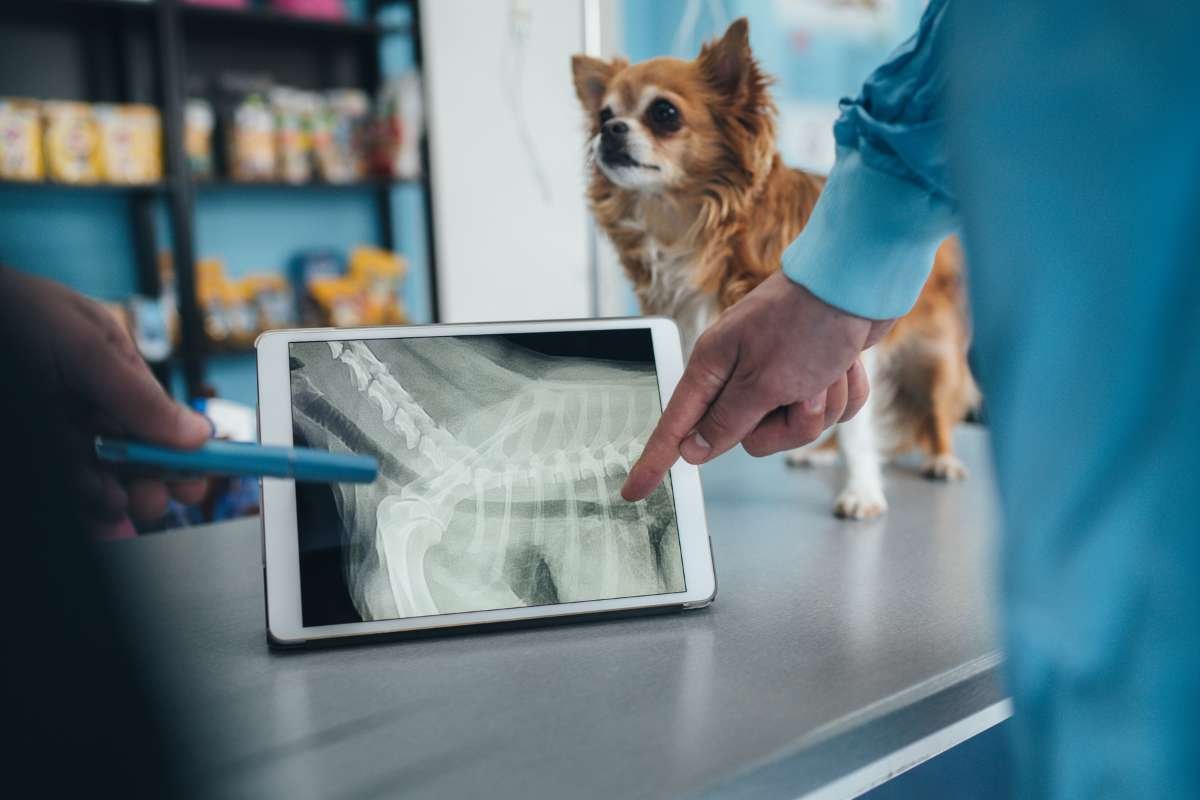 Animal Health Market Outlook 2025–2030-Market Size, Share & Industry Trends | The Enterprise World 