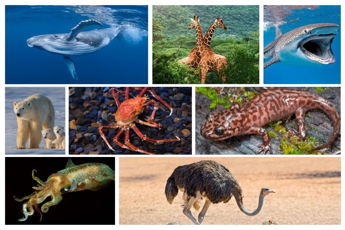 See the 12 Largest Animals in the World Now, Before They Vanish