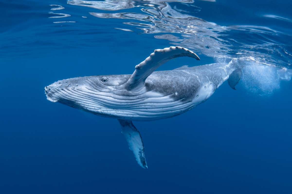 12 Largest Animals in the World Still Walk, Swim, and Soar | The Enterprise World 