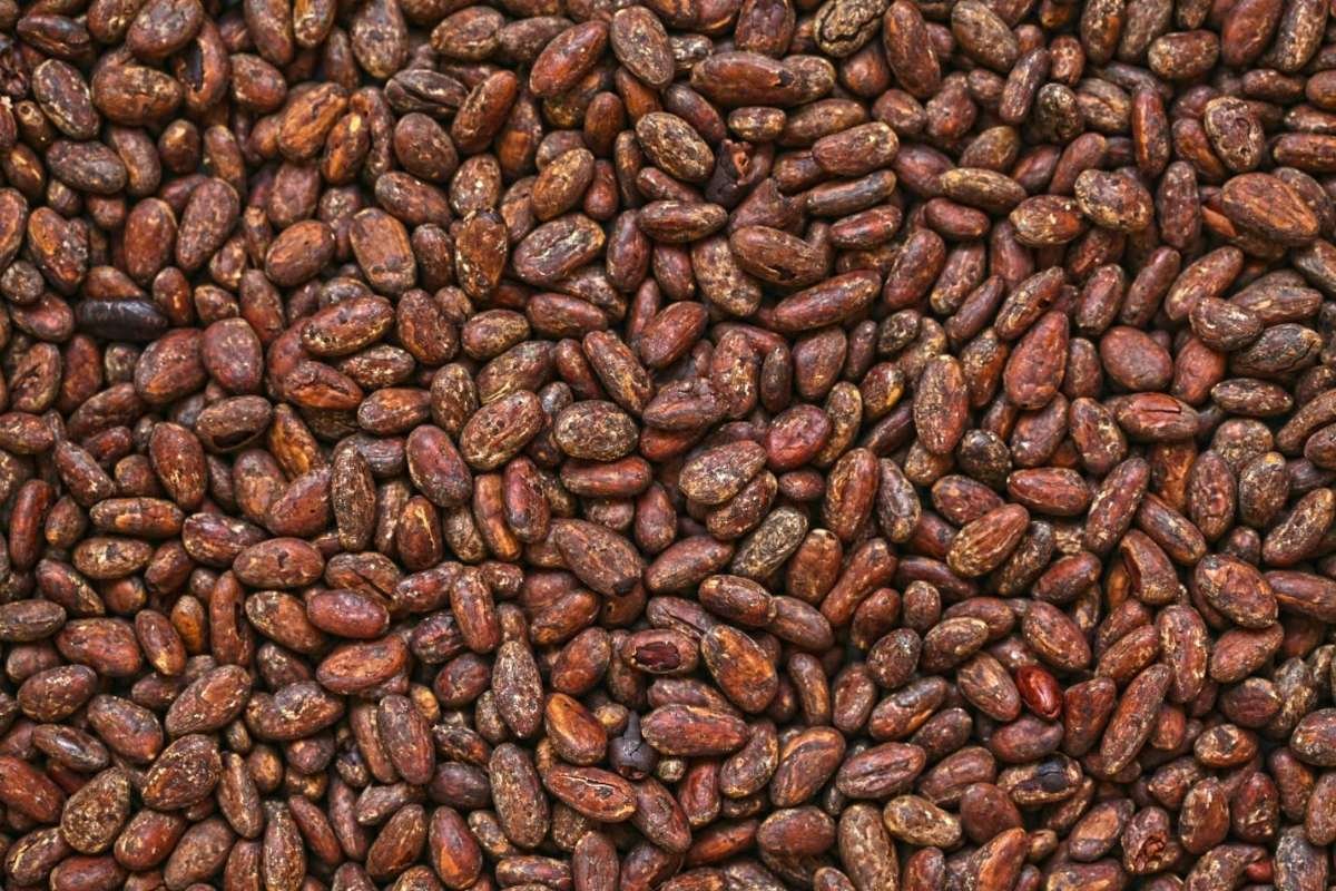 Are Cocoa-free Alternatives the Smartest Solution for Chocolate Businesses to Adapt to the Challenges?