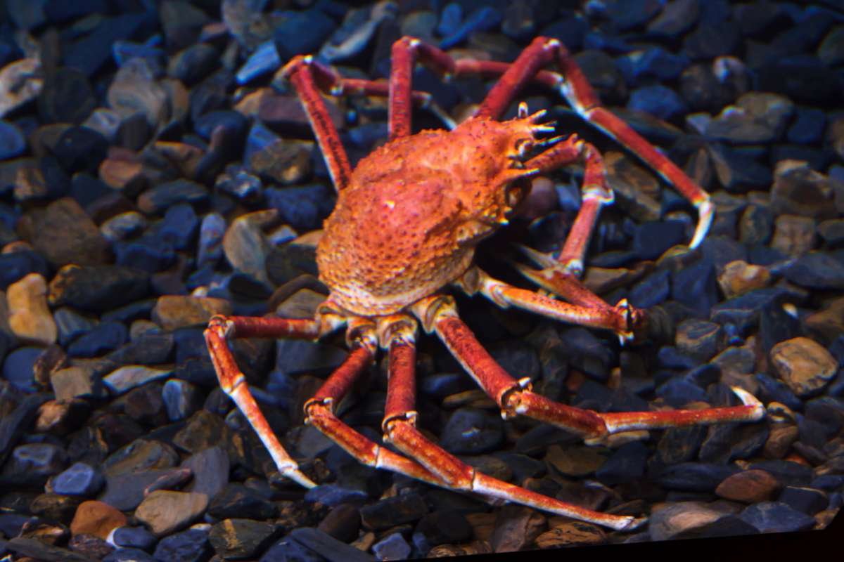 12 Largest Animals in the World Still Walk, Swim, and Soar | The Enterprise World 