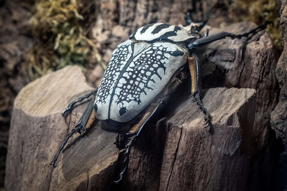 12 Largest Animals in the World Still Walk, Swim, and Soar | The Enterprise World 