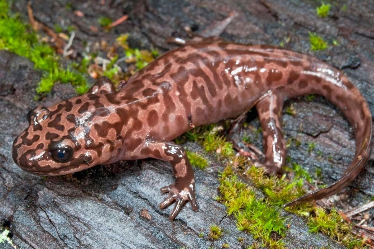 12 Largest Animals in the World Still Walk, Swim, and Soar | The Enterprise World 