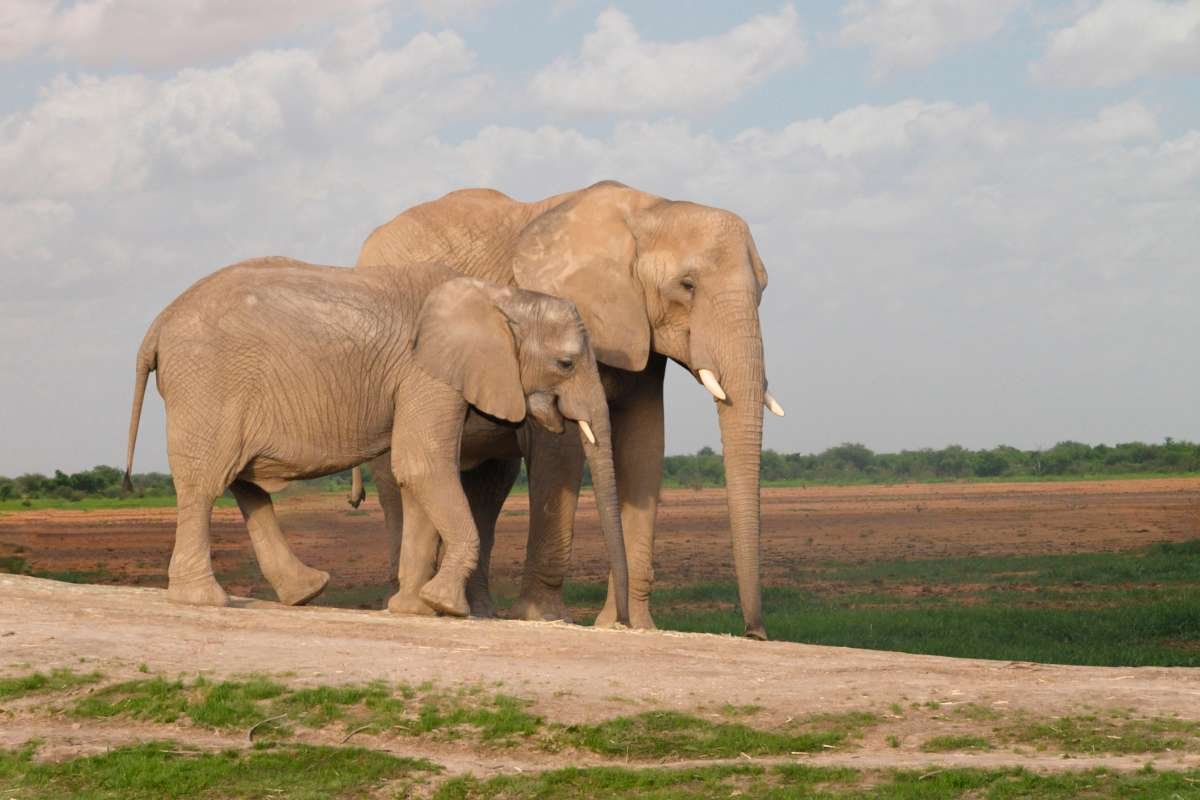 12 Largest Animals in the World Still Walk, Swim, and Soar | The Enterprise World 