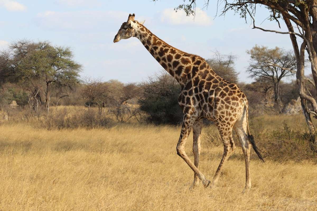 12 Largest Animals in the World Still Walk, Swim, and Soar | The Enterprise World 