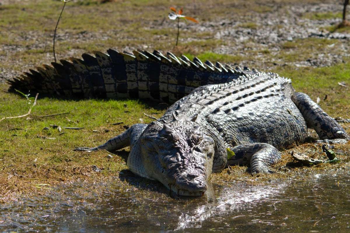 12 Largest Animals in the World Still Walk, Swim, and Soar | The Enterprise World 