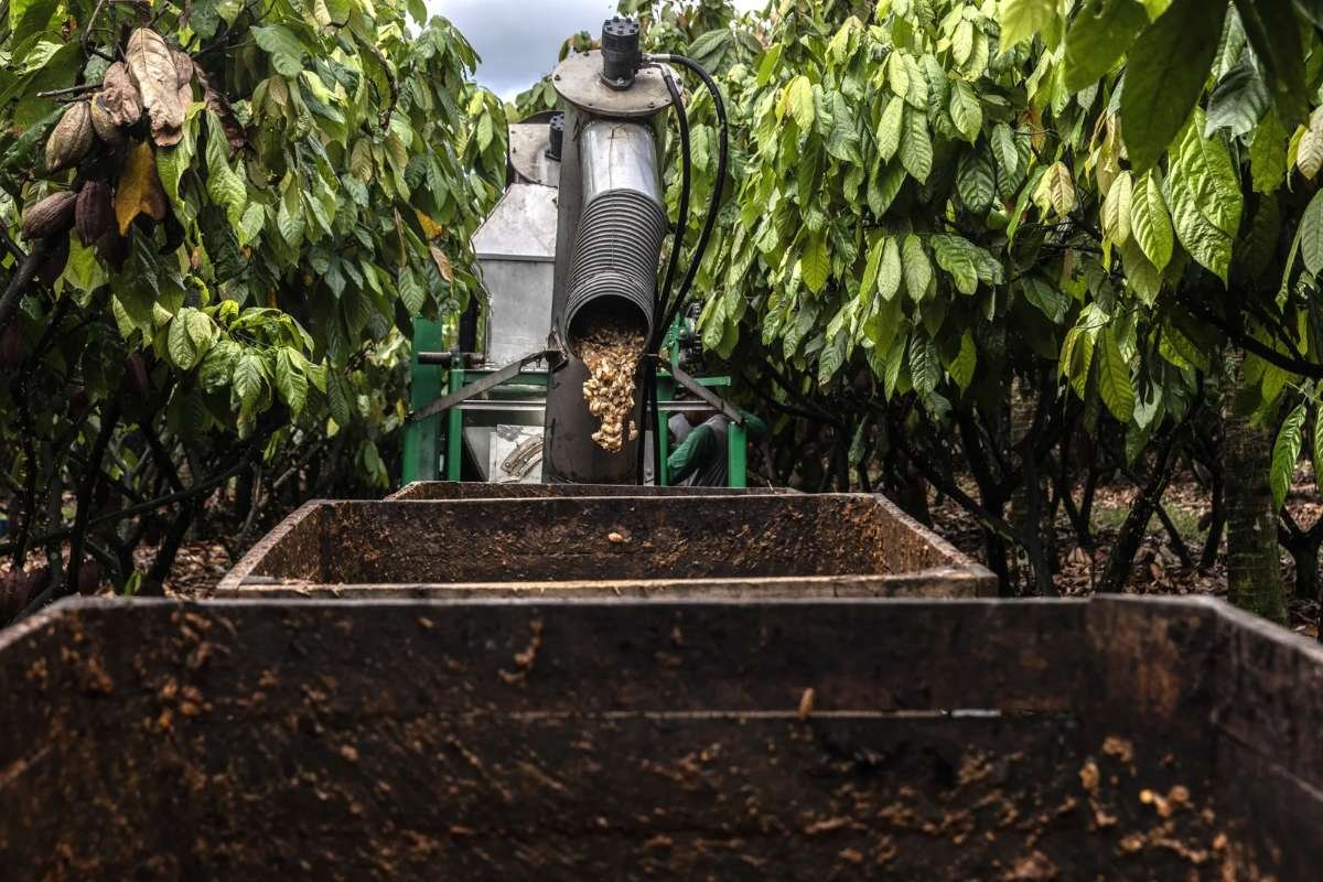 Cocoa-free Alternatives-Smartest Solution for Chocolate Businesses | The Enterprise World 