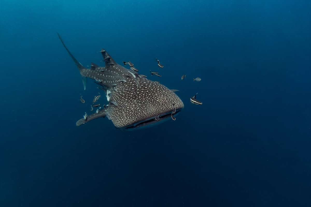 12 Largest Animals in the World Still Walk, Swim, and Soar | The Enterprise World