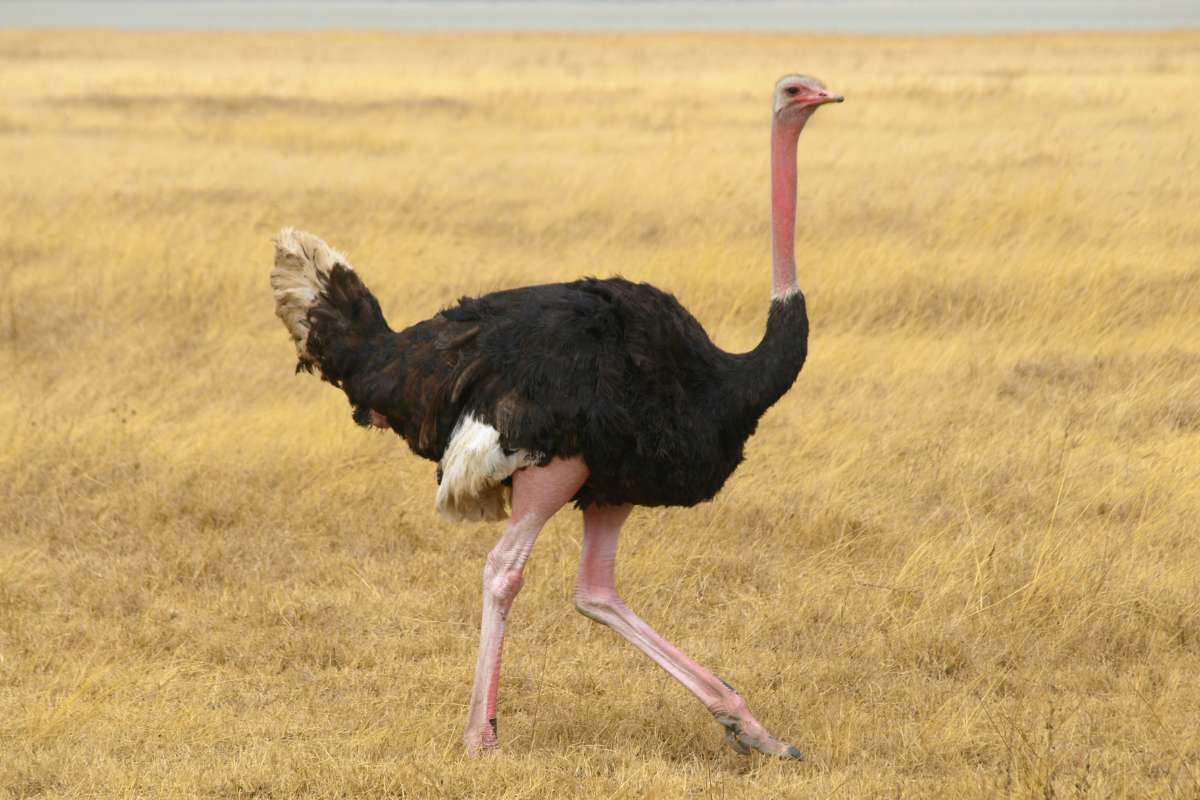 12 Largest Animals in the World Still Walk, Swim, and Soar | The Enterprise World
