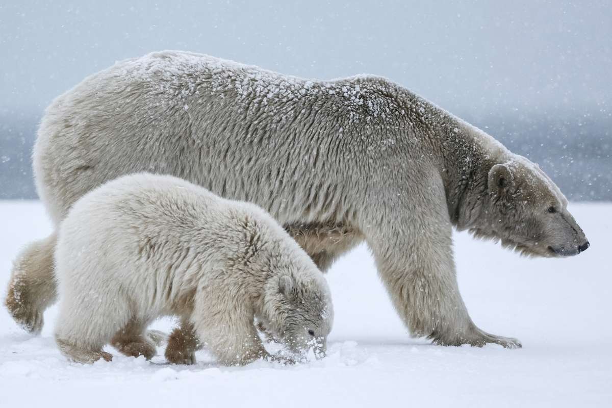 12 Largest Animals in the World Still Walk, Swim, and Soar | The Enterprise World