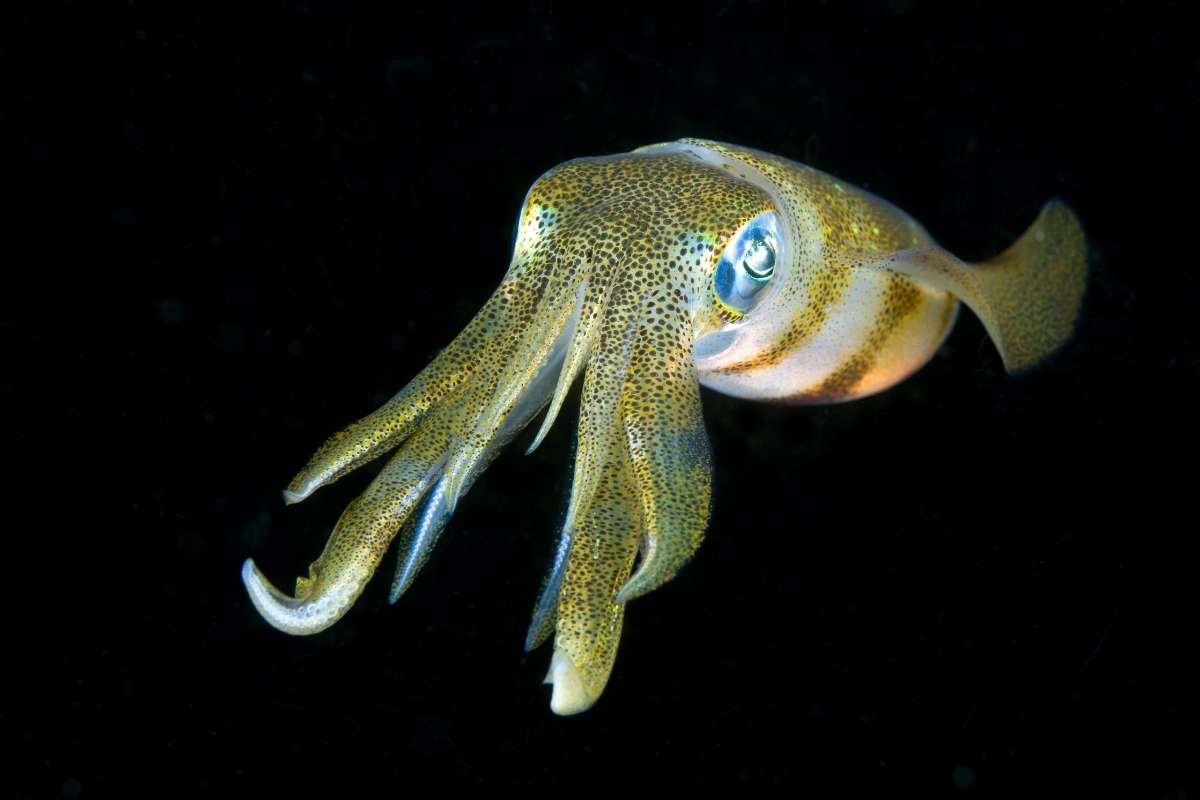 12 Largest Animals in the World Still Walk, Swim, and Soar | The Enterprise World