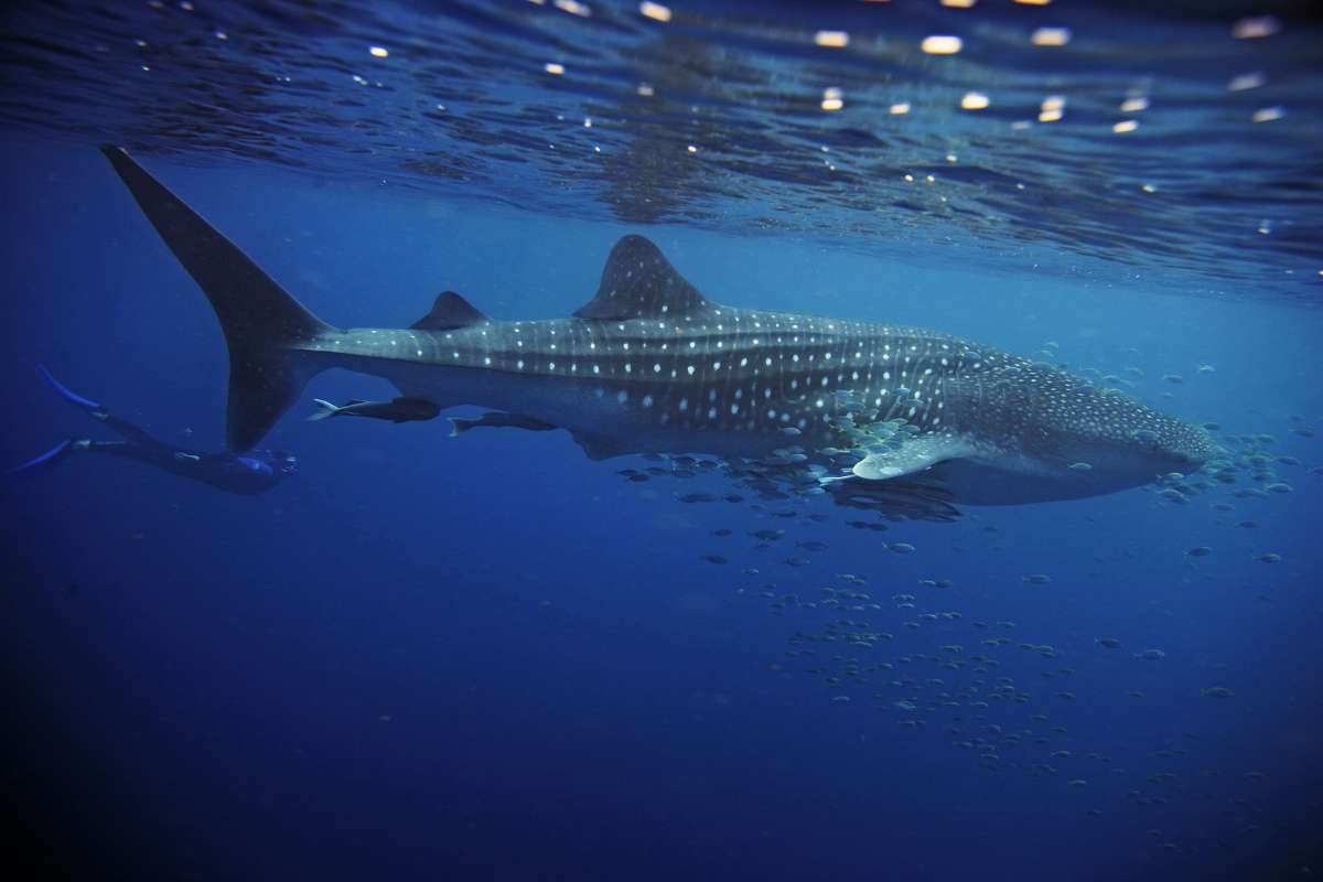 12 Largest Animals in the World Still Walk, Swim, and Soar | The Enterprise World