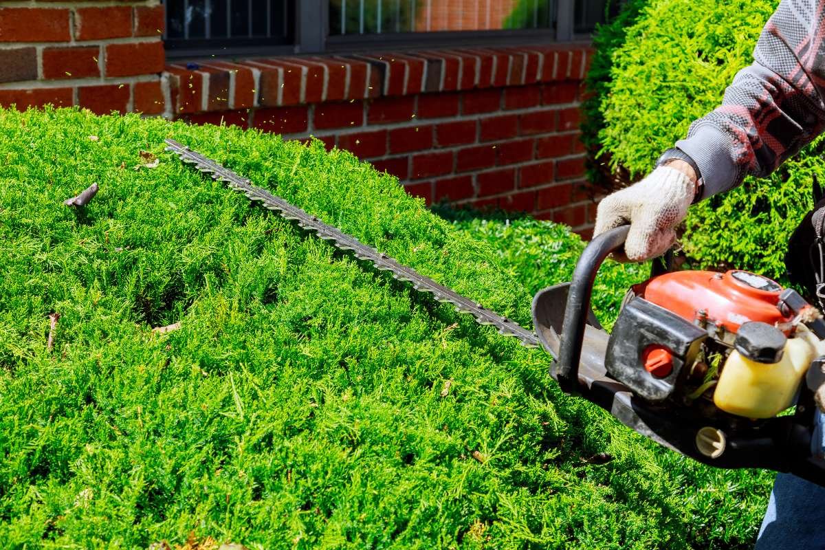 Professional Tree Trimming: Why Safety Gear, Licensing, and Training Matter? | The Enterprise World