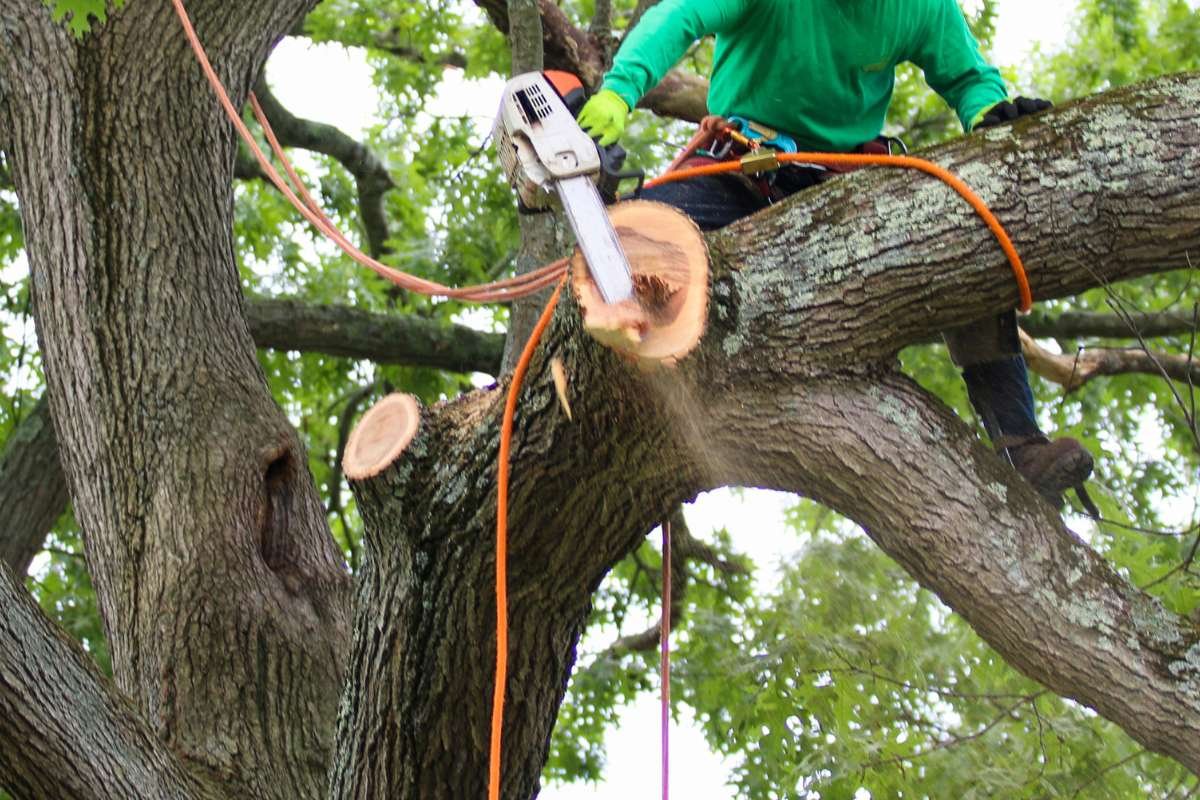 Professional Tree Trimming: Why Safety Gear, Licensing, and Training Matter? | The Enterprise World
