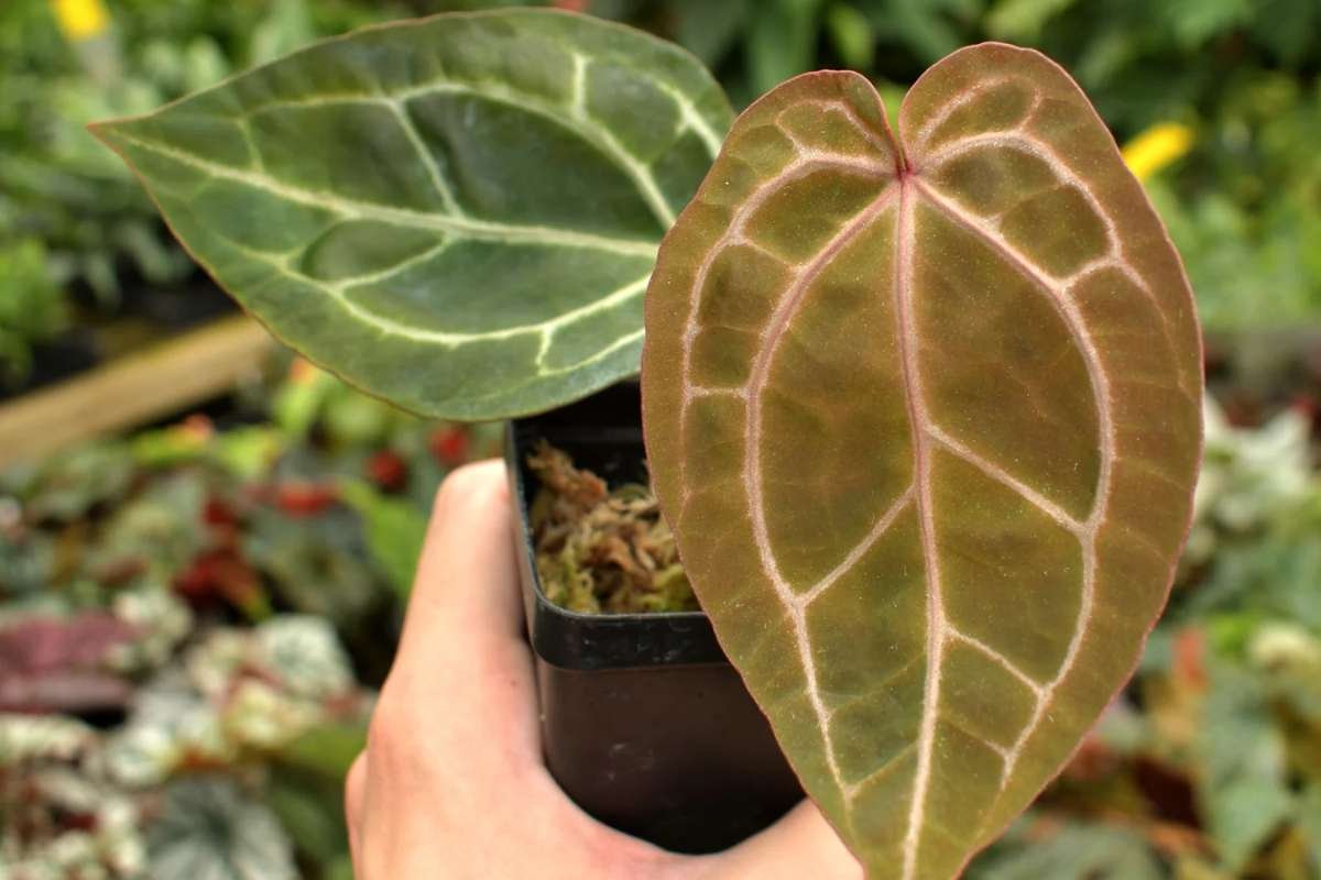 Exploring DocBlock Anthuriums: Where Botanical Beauty Meets Medicinal Potential? | The Enterprise World