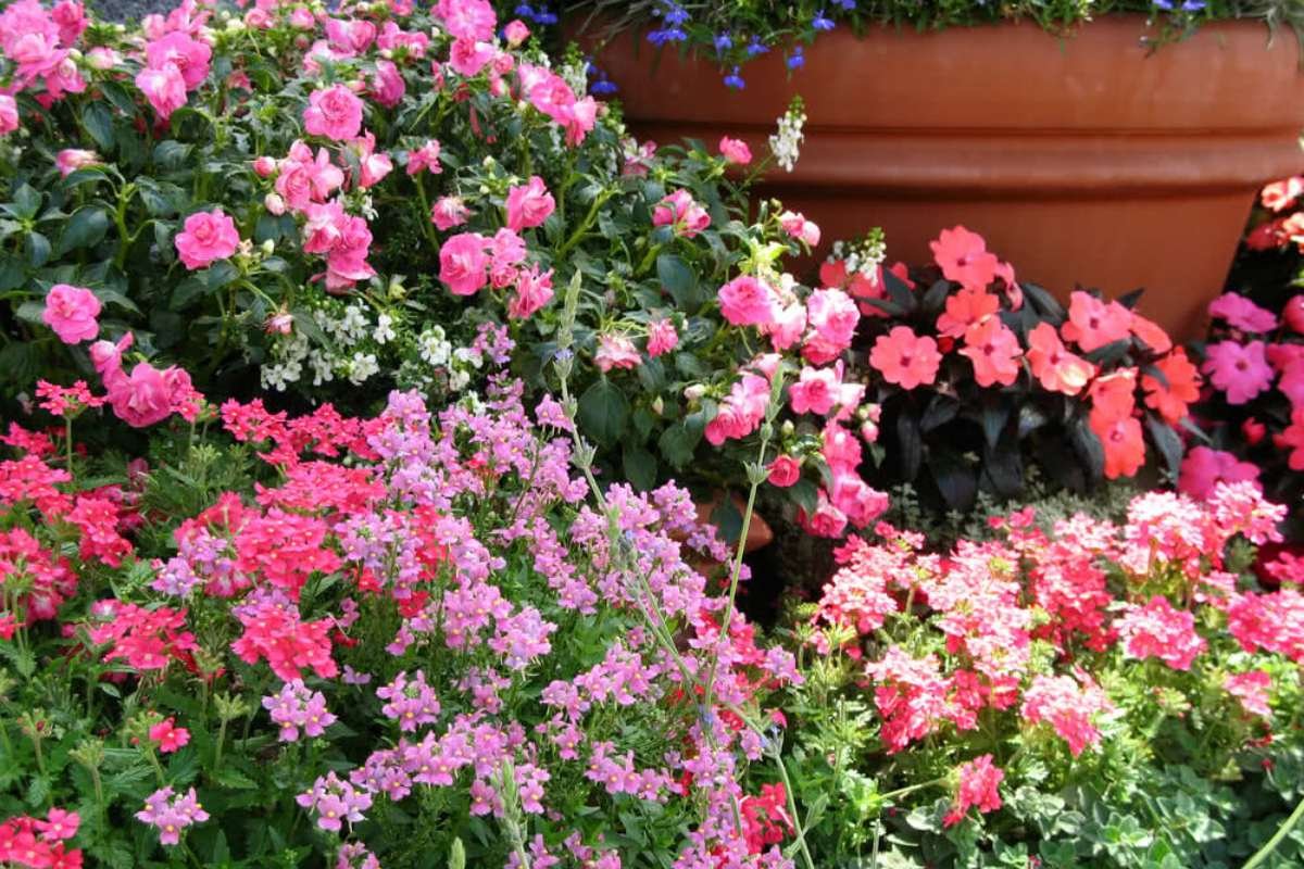 From Balconies to Backyards: Gifting Plants in Pune That Truly Thrive | The Enterprise World