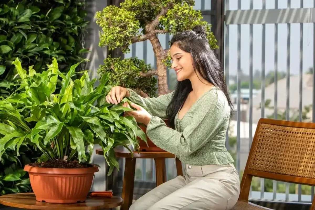 From Balconies to Backyards: Gifting Plants in Pune That Truly Thrive | The Enterprise World