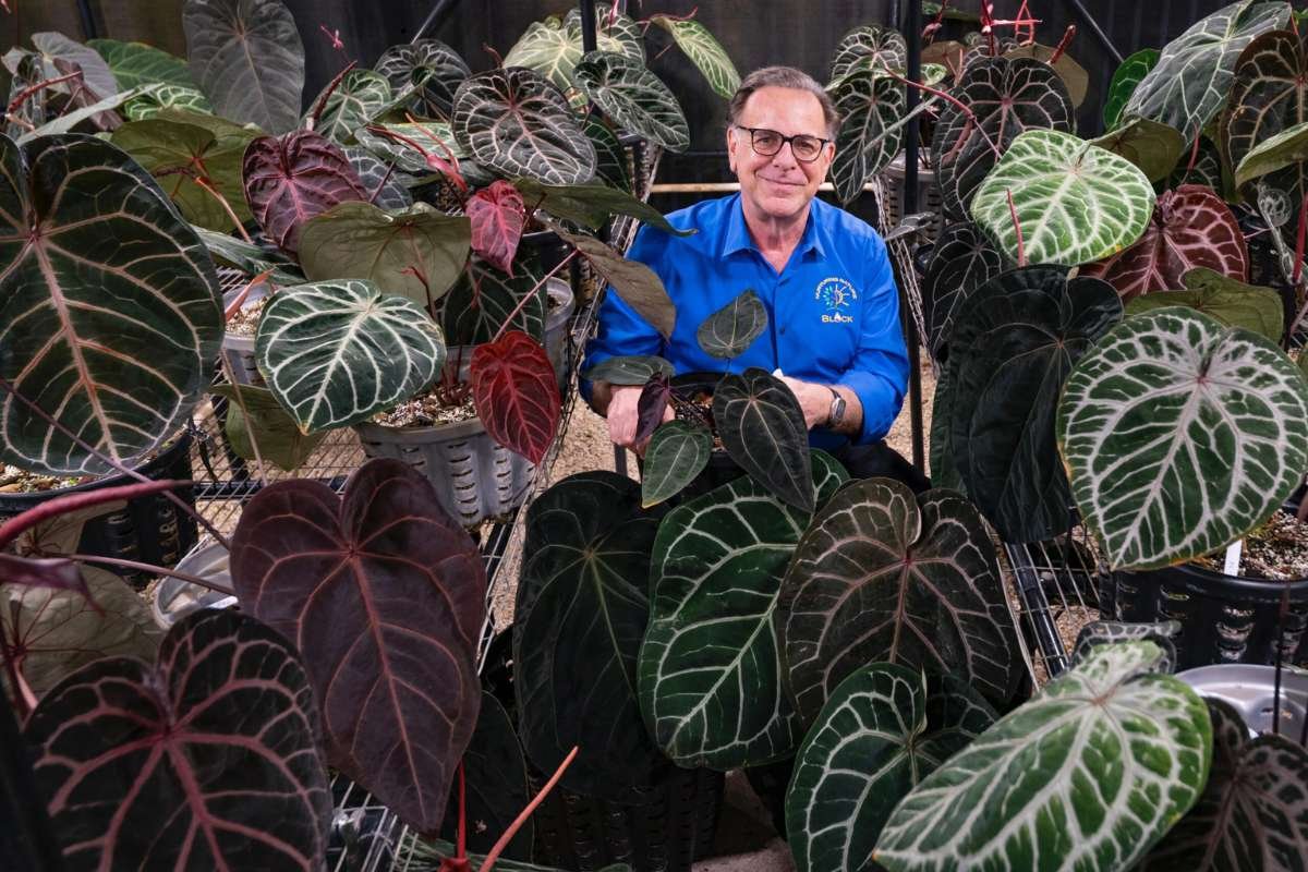 Exploring DocBlock Anthuriums: Where Botanical Beauty Meets Medicinal Potential? | The Enterprise World