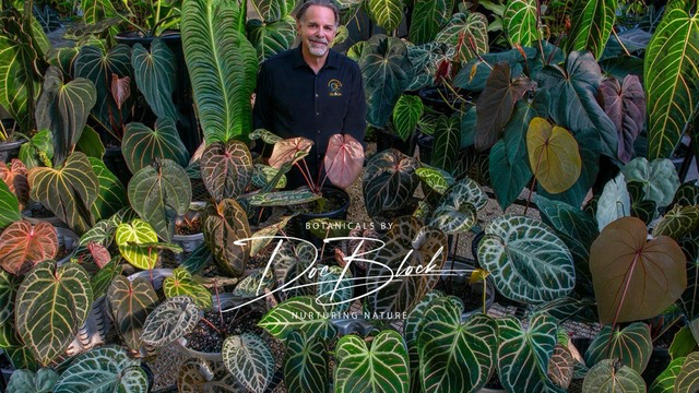 Exploring DocBlock Anthuriums: Where Botanical Beauty Meets Medicinal Potential?