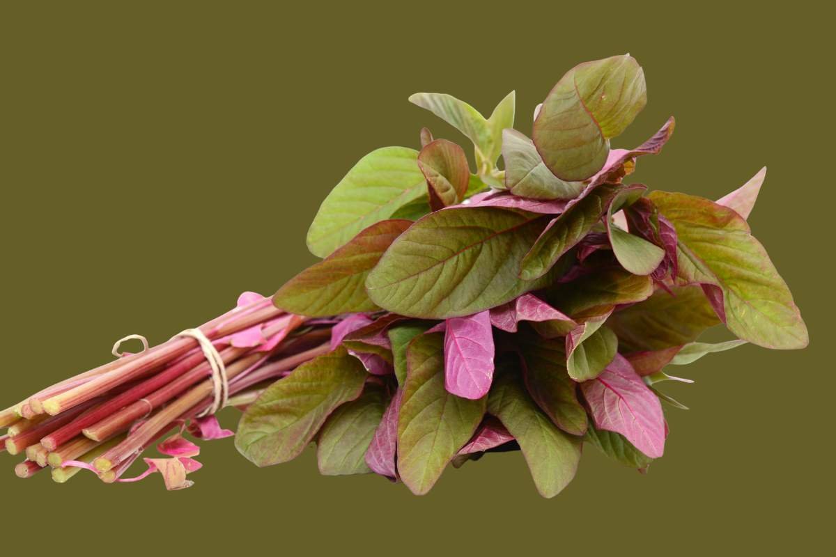Plant Power: 20 Best Protein Sources for Vegans You Must Know | The Enterprise World