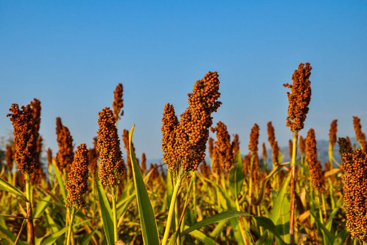 Plant Power: 20 Best Protein Sources for Vegans You Must Know | The Enterprise World