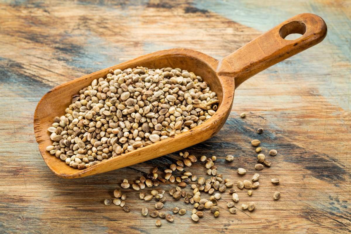 Plant Power: 20 Best Protein Sources for Vegans You Must Know | The Enterprise World