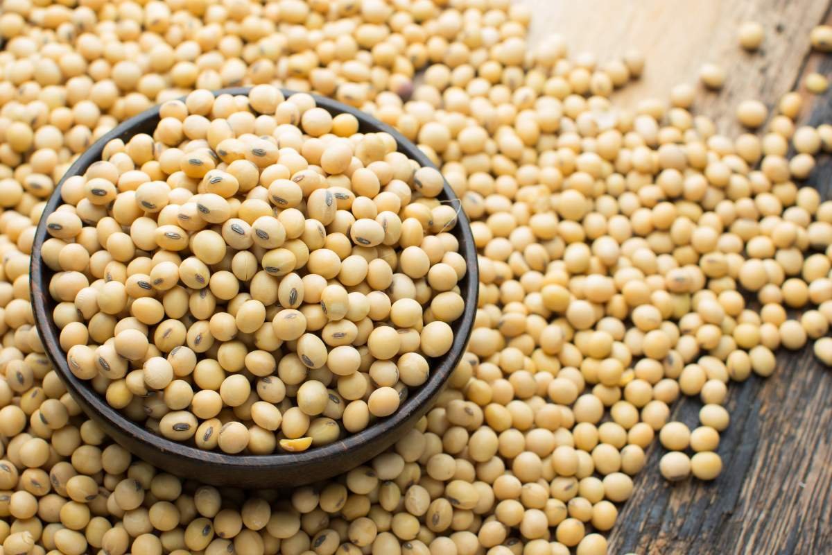 Plant Power: 20 Best Protein Sources for Vegans You Must Know | The Enterprise World
