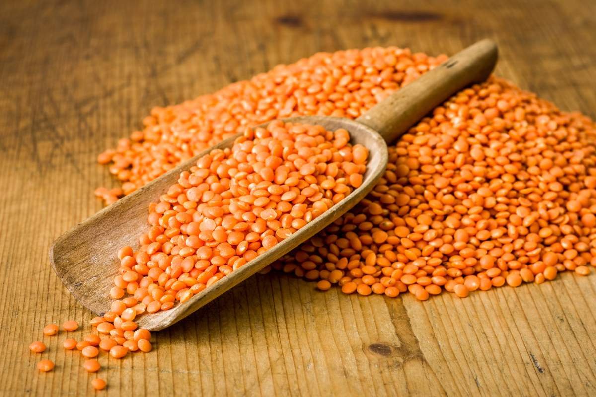 Plant Power: 20 Best Protein Sources for Vegans You Must Know | The Enterprise World