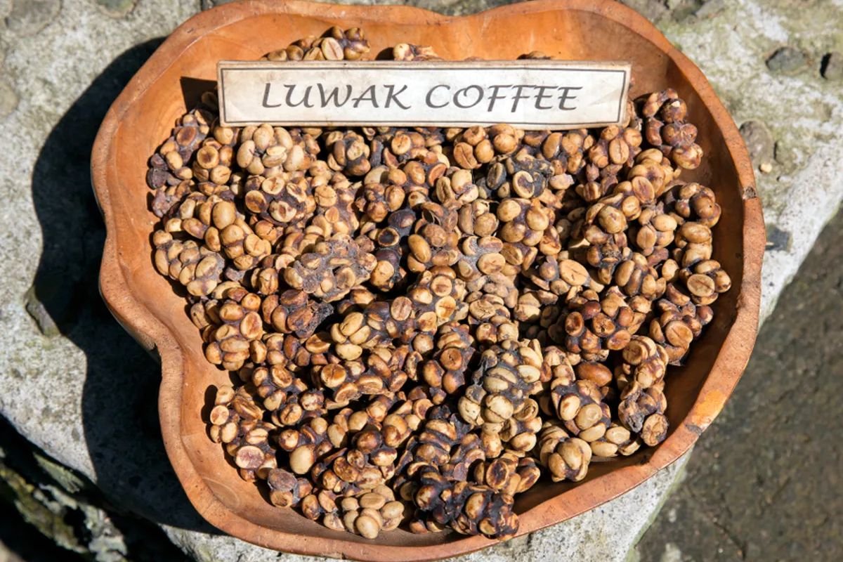 Most Expensive Coffee in The World: Choices That Make You Feel Like Royalty | The Enterprise World