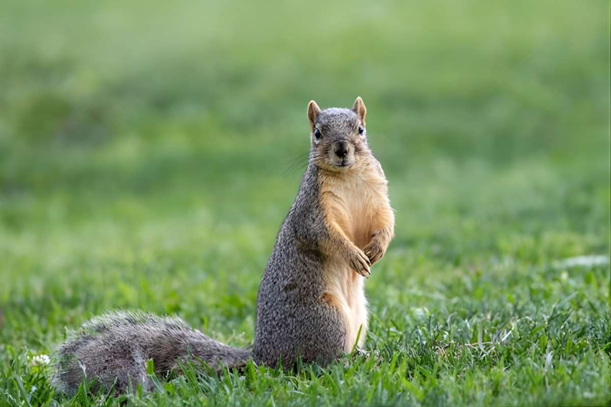 How to Choose a Wildlife Control Partner in 2026?