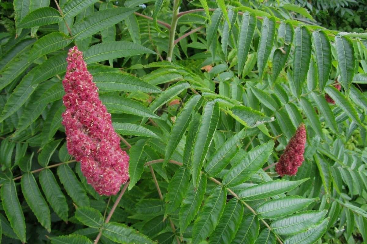 Image by Robbie Gorr