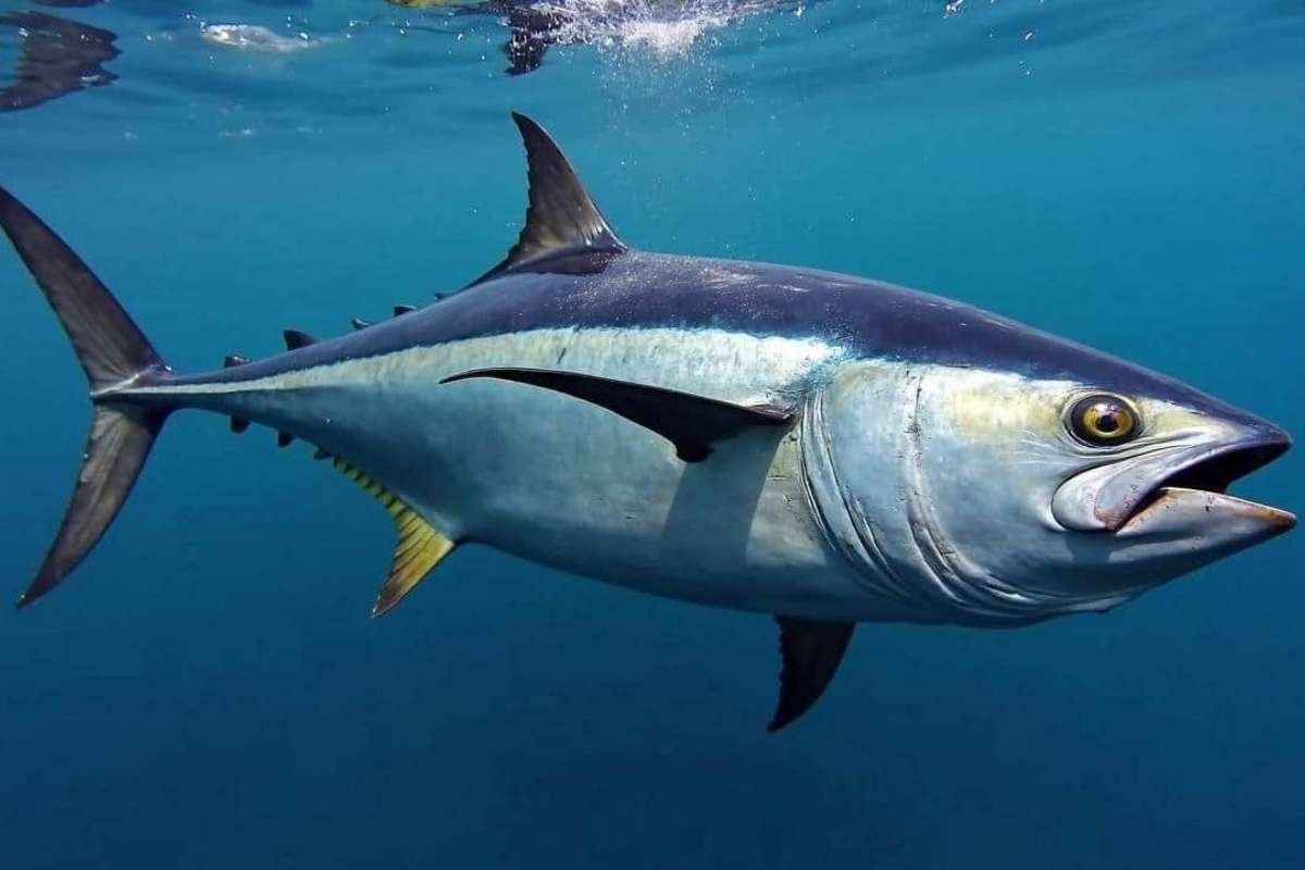 Why the Most Expensive and Luxurious Things in the World Redefine Wealth? | The Enterprise World