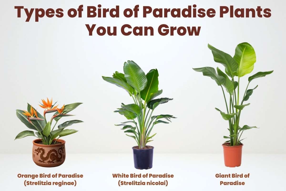 The Real Reason Bird of Paradise Plants Feel So Luxurious | The Enterprise World