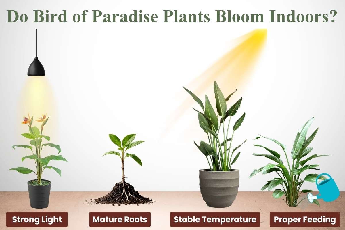 The Real Reason Bird of Paradise Plants Feel So Luxurious | The Enterprise World