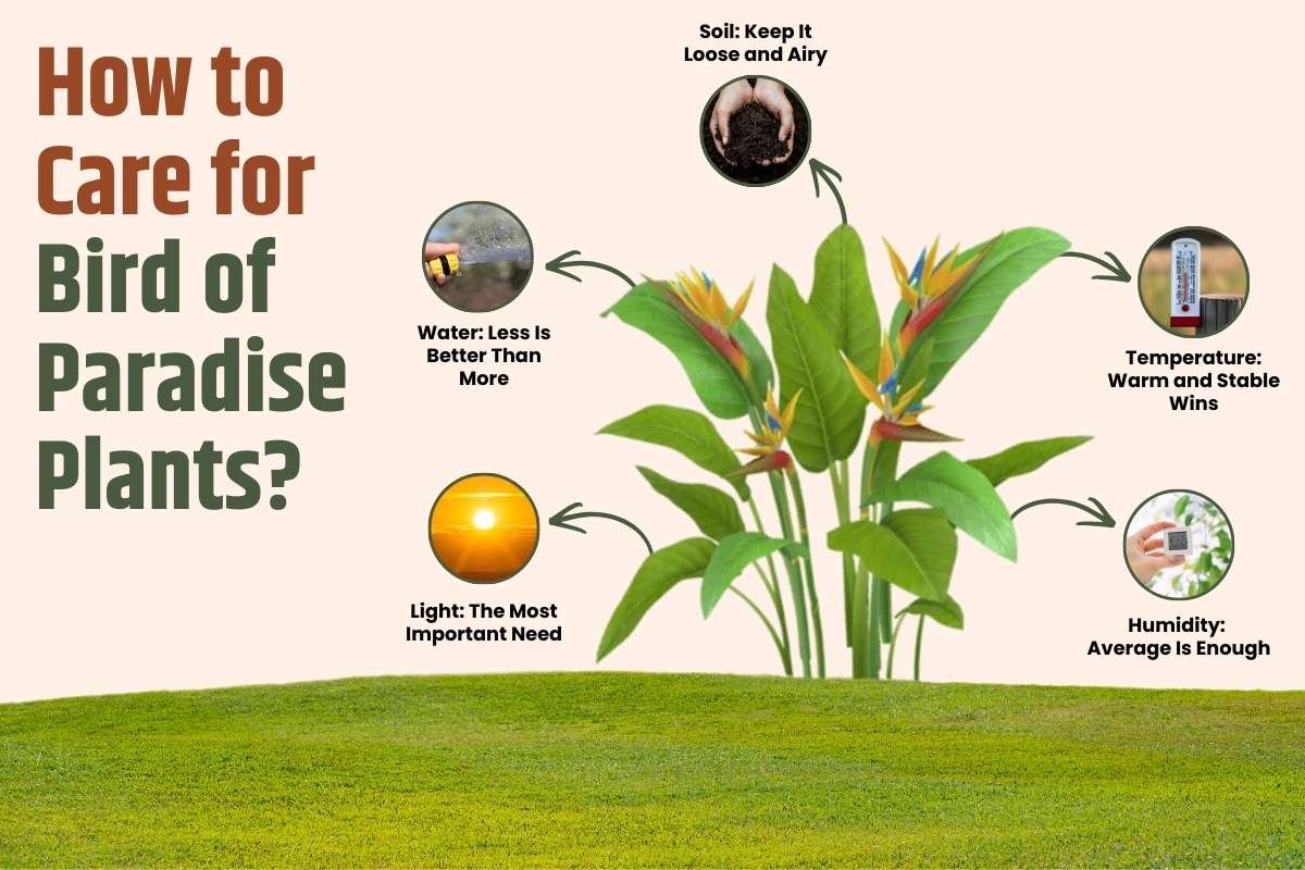 The Real Reason Bird of Paradise Plants Feel So Luxurious | The Enterprise World