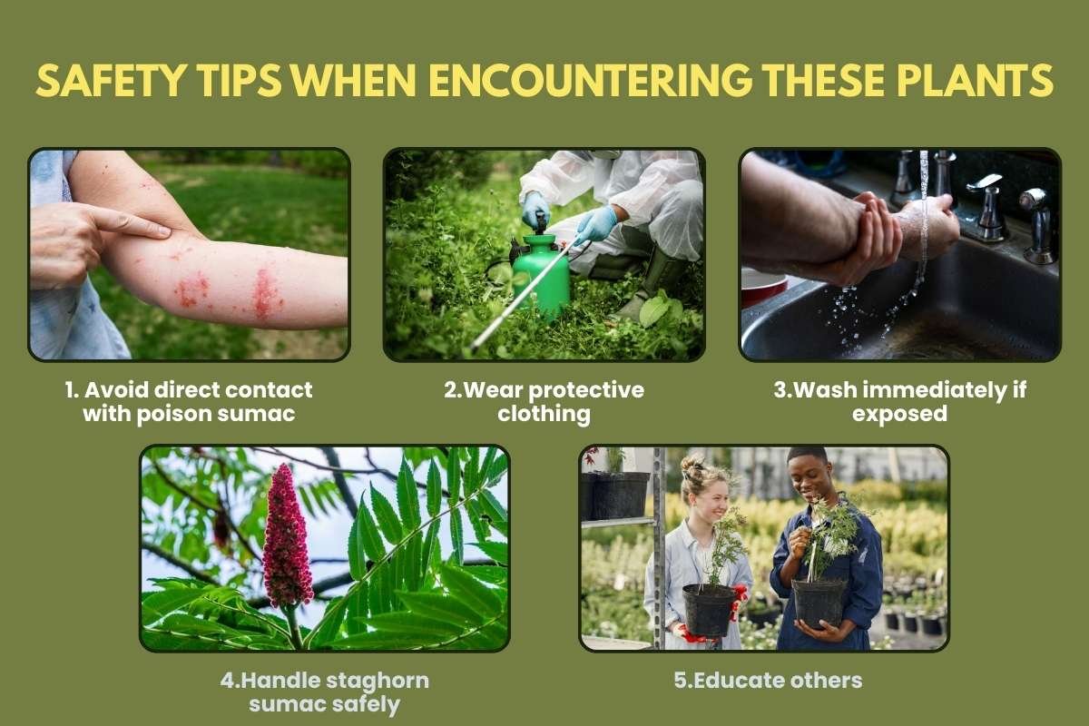 Poison Sumac vs. Staghorn Sumac: How to Tell Them Apart and Stay Safe | The Enterprise World
