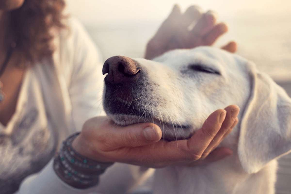 Florida Emotional Support Animal Laws Explained 