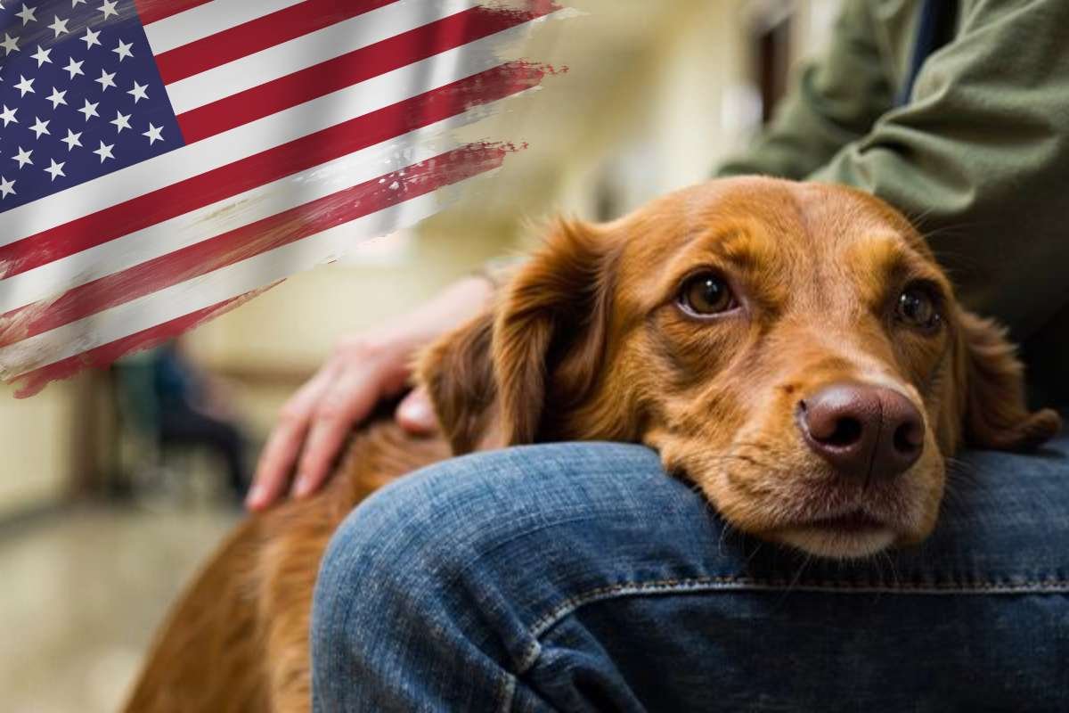 What Are Emotional Support Animal Laws in Florida for 2026? | The Enterprise World