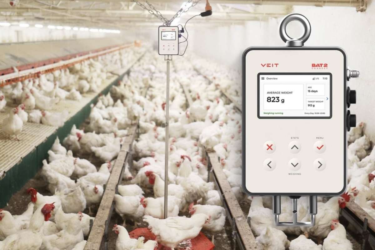 Ideal Broiler Weight by Breed: A Comparative Guide 