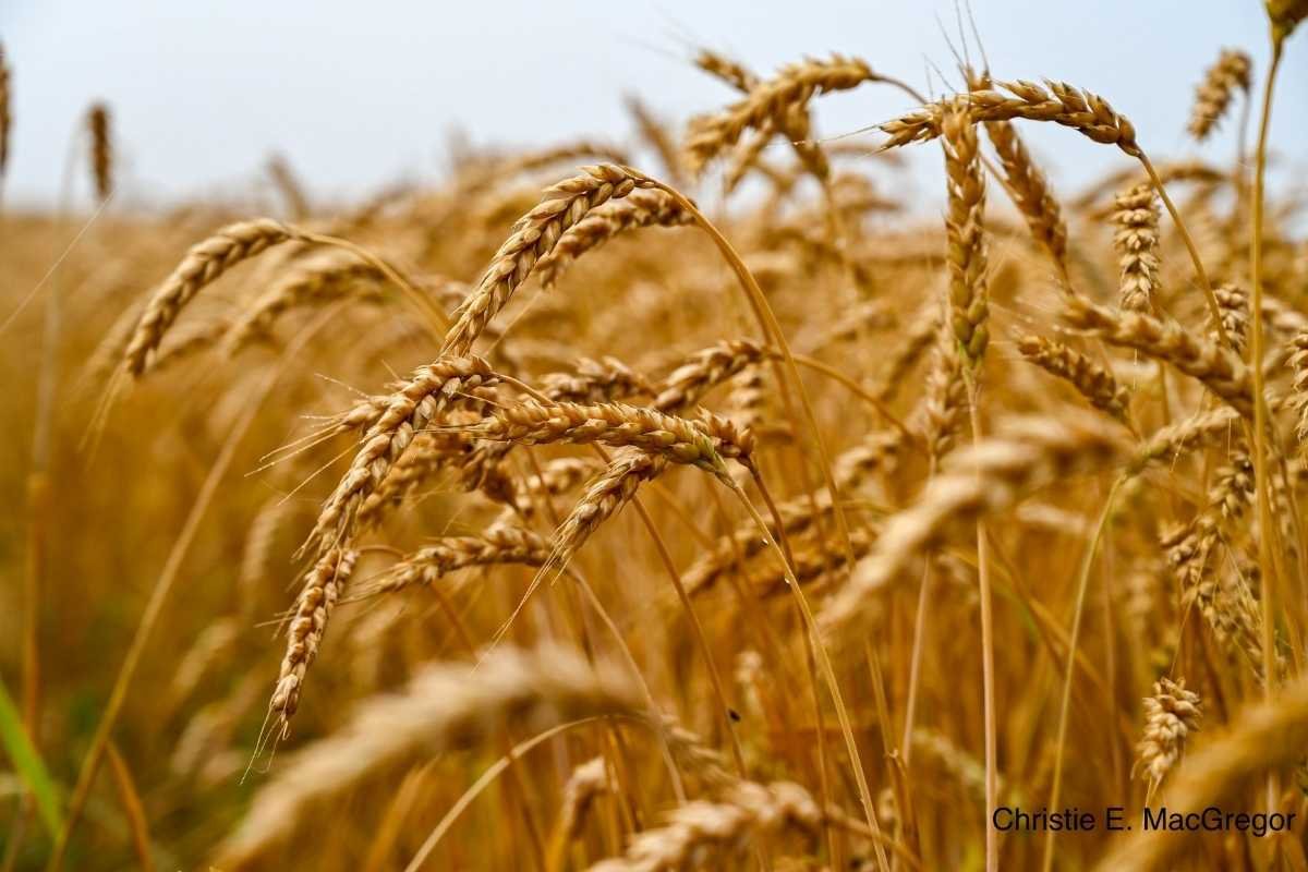 Christie Macgregor: Rebuilding Work & Identity | MacGregor & MacGregor Rehabilitation Services | The Enterprise World