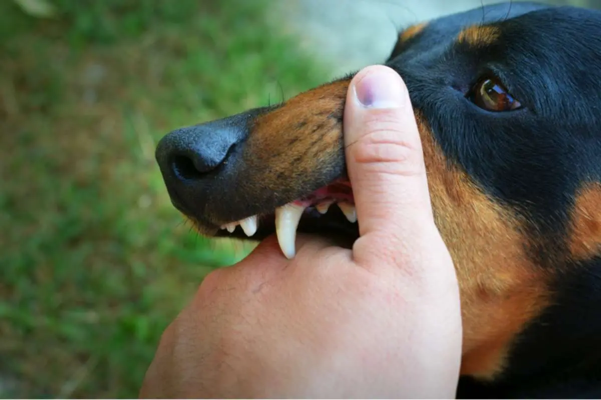 Dog Bite Injury Treatment: Why Prompt Medical Care Matters | The Enterprise World
