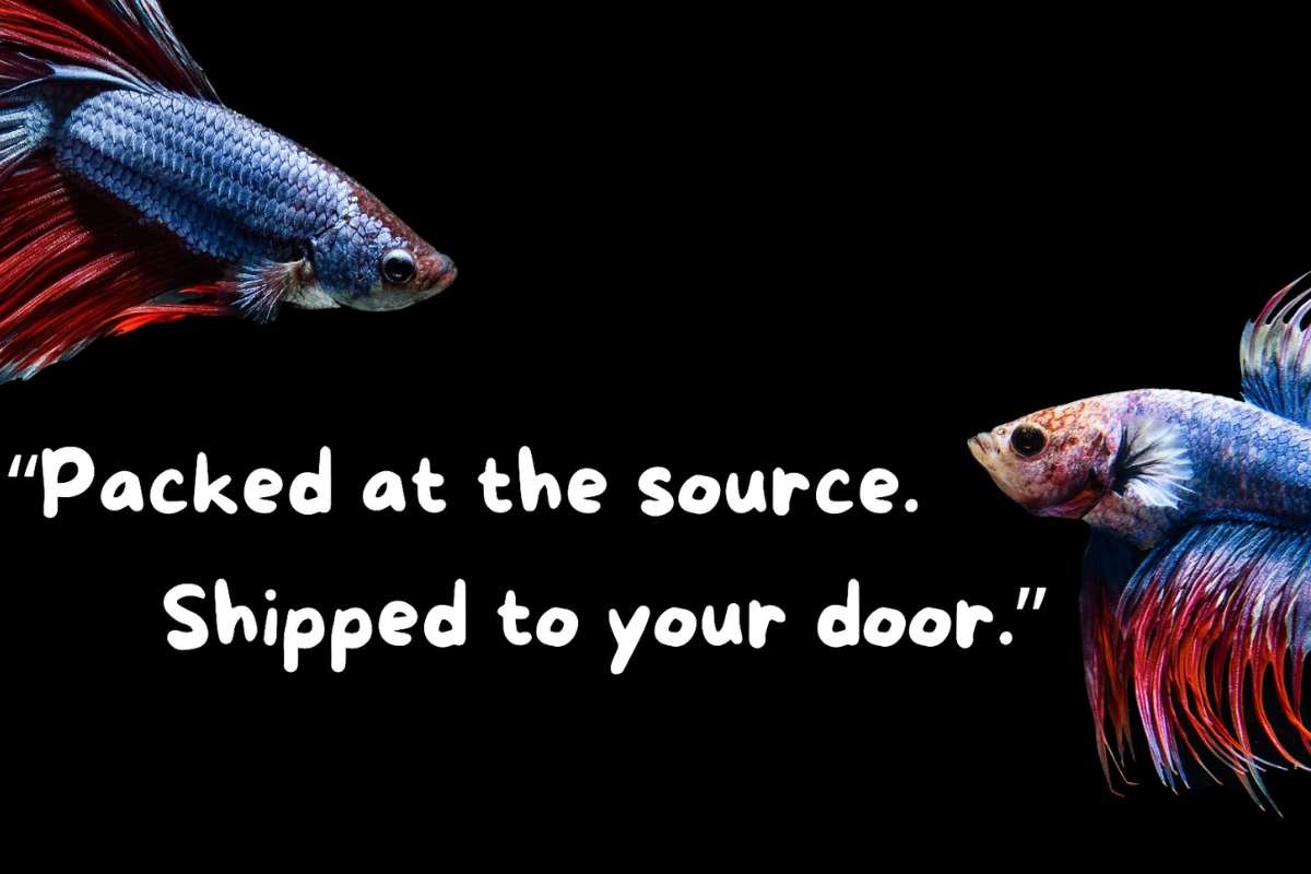 Thai Betta Fish Breeders: A Global Collector's Guide | The Enterprise World