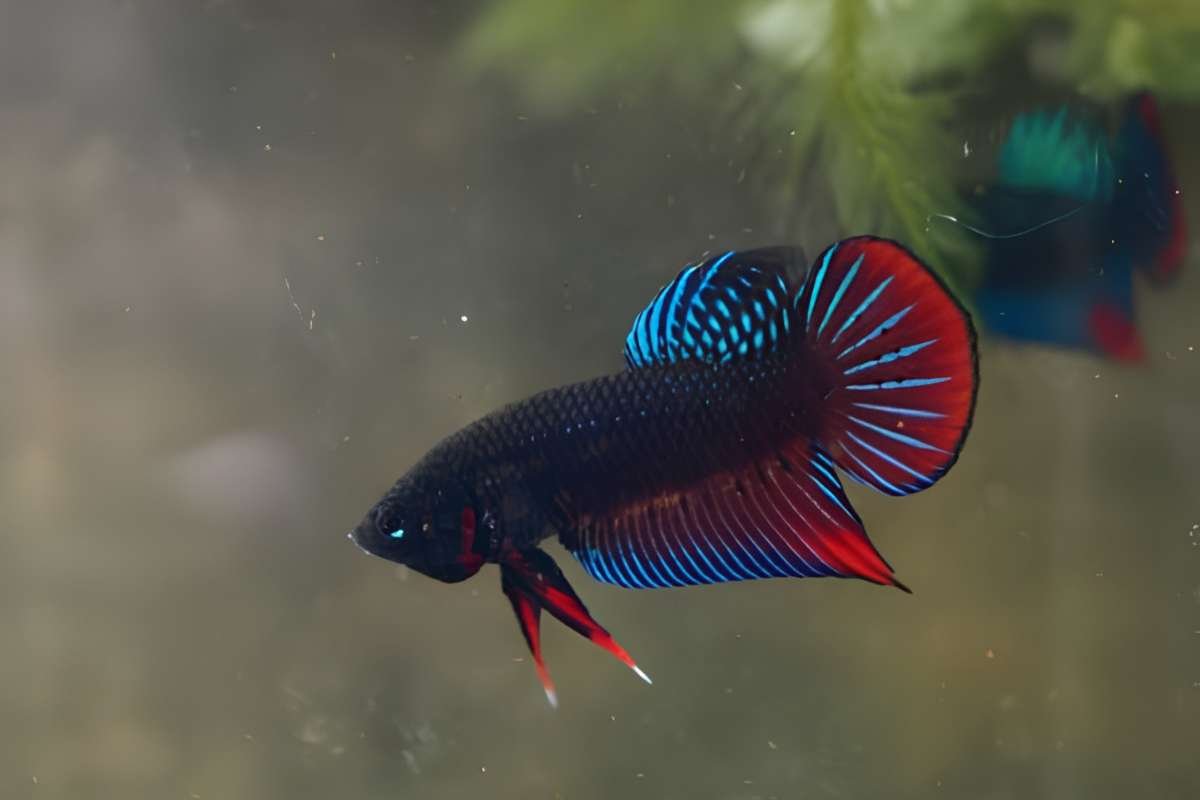 Thai Betta Fish Breeders: A Global Collector's Guide | The Enterprise World