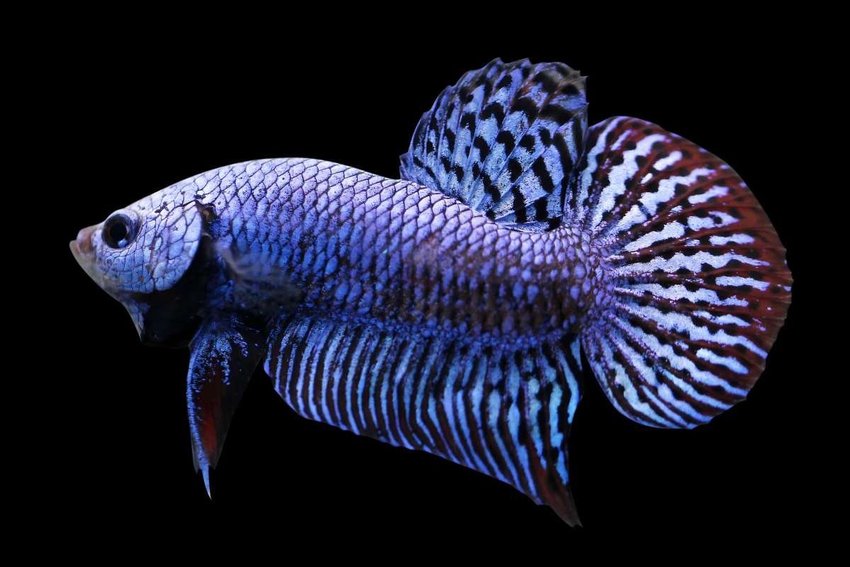 Thai Betta Fish Breeders: A Global Collector's Guide | The Enterprise World